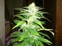 Jamaican Drean (Eva)