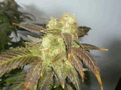 Jamaicaine Dream (Eva Seeds)