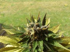 Green Devil (tiki seed)