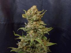 Jamaicaine Dream (eva seed)