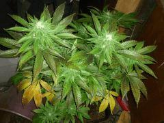 Diesel (Dinafem)