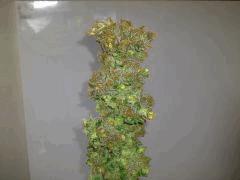 Green Devil (Tiki Seeds)