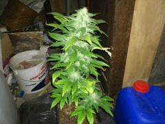 Jamaican Drean (Eva)