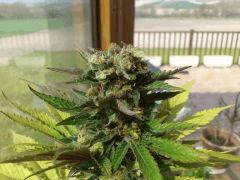 Green Devil (tiki seeds)