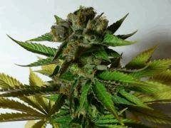 Green Devil (Tiki Seeds)