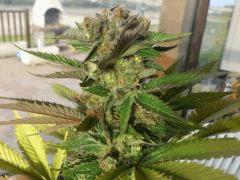Green Devil (tiki seeds)