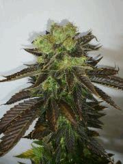 Diesel (Dinafem)