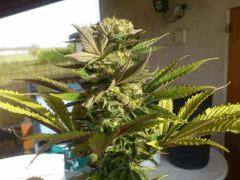 Green Devil (tiki seeds)