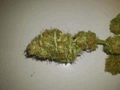 Jamaican Dream (Eva Seeds)