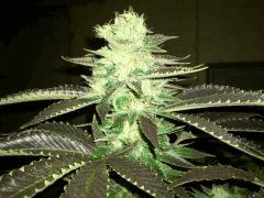 Diesel (Dinafem)