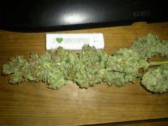 Green Devil (Tiki Seeds)