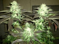 Diesel (Dinafem)