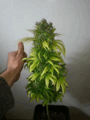 Green Devil (Tiki Seeds)