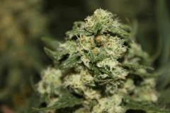 bud2