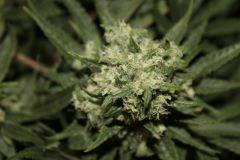 bud1
