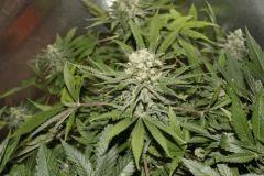 bud3