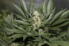 bud_bambata1