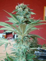 orange bud +60