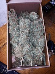 orange bud 3