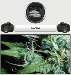 12 macro 1   Copy