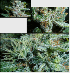 14 macro 3   Copy
