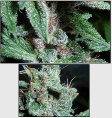 13 macro 2   Copy