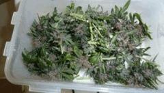 Hash (14) Dcp