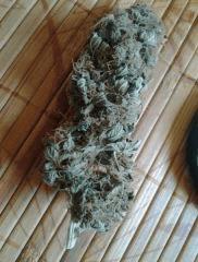 humboldt ch9 seeds