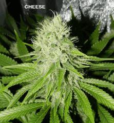 9 chz