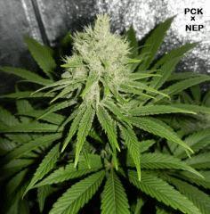4 pck