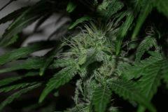Budbg3zoom