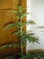 AK2