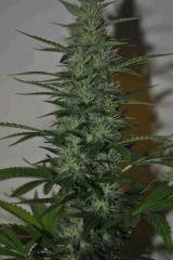 BG2bud1
