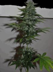 AK33