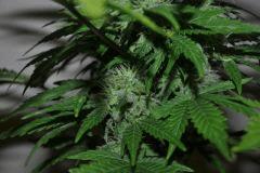 Budbg3