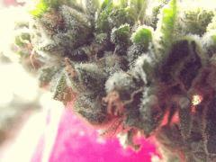 DSCF1003