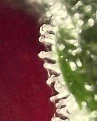 DSCF0995 2