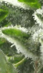 DSCF0987 1