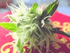 DSCF0991