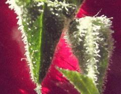 DSCF0996 1