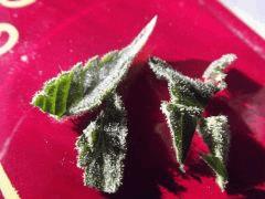 DSCF0995