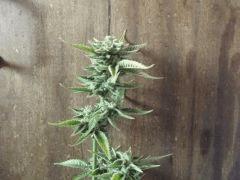 DSCF0961
