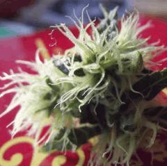 DSCF0990