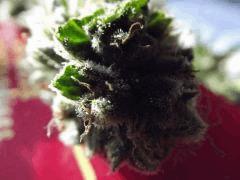 DSCF0980