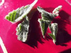 DSCF0996