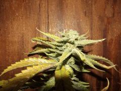 DSCF0947