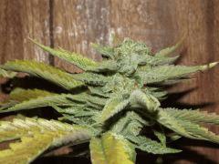 DSCF0946