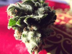 DSCF0983
