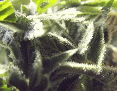 DSCF0976