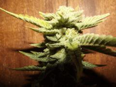 DSCF0968